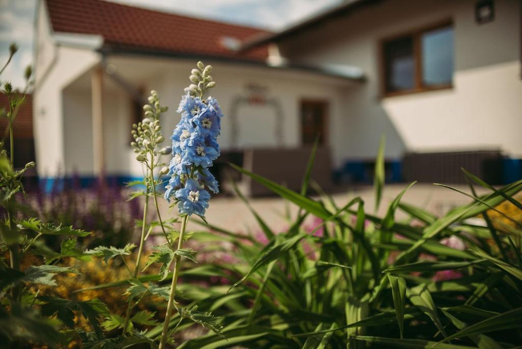 Apartman U Draba: Ubytovani Na Slovacku V Miloticich U Kyjova Milotice المظهر الخارجي الصورة